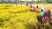 বোরোর আবাদ ও উৎপাদন বৃদ্ধির জন্য ১৭০ কোটি টাকার প্রণোদনা