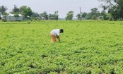 কম খরচে বেশি লাভ, বাদাম চাষে ঝুঁকছেন কৃষক