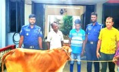 চুরির গরু বিক্রির জন্য ট্রাক ভাড়া করে ২ চোর, কৌশলে ধরিয়ে দিলেন চালক