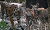 থাইল্যান্ডে যে উদ্যোগ বদলে দিয়েছে বাঘের ভবিষ্যৎ