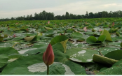 ইসির প্রতীক তালিকা সংশোধন করে তালিকায় যুক্ত হল ‘শাপলা কলি’