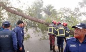 ঢাকা-বরিশাল মহাসড়কে ভোররাতে গাছ ফেলে অবরোধ, ২ ঘণ্টা পর যান চলাচল স্বাভাবিক