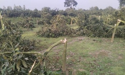 ঠাকুরগাঁওয়ে রাতের আঁধারে শতাধিক আমগাছ কেটে ফেলেছে দুর্বৃত্তরা