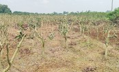 নিয়ামতপুরে ৮ হাজার আমগাছ কাটার অভিযোগ