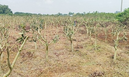 নিয়ামতপুরে ৮ হাজার আমগাছ কাটার অভিযোগ