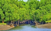 সুন্দরবন খুলছে ১ সেপ্টেম্বর